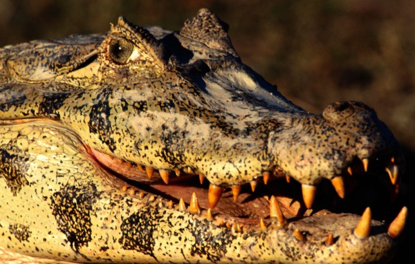 Голова каймана