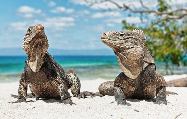 Игуаны на песке