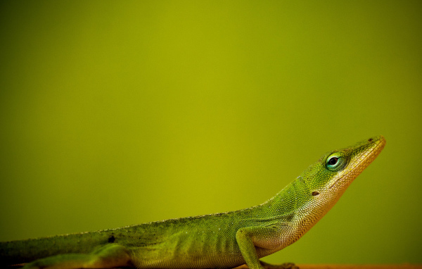 Ящерица на зеленом фоне
