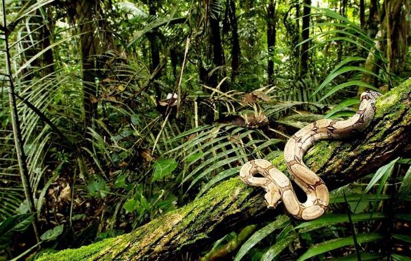 Питон ползет по дереву