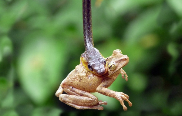 Змея схватила лягушку