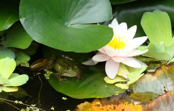 Лягушка сидит у лилии