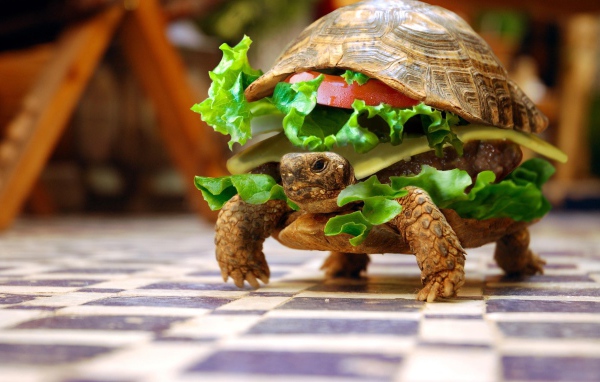 Черепаха чизбургер