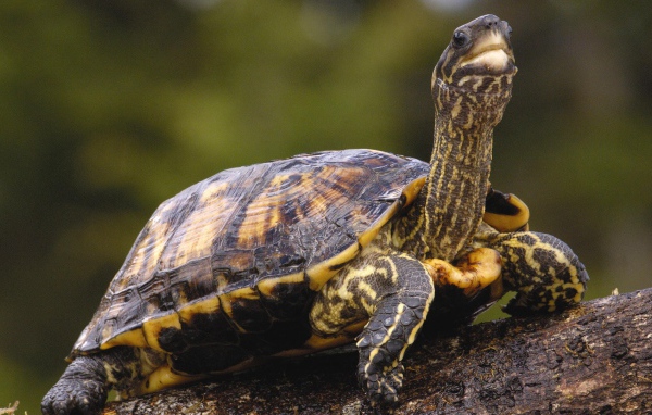 Черепаха с длинной шеей