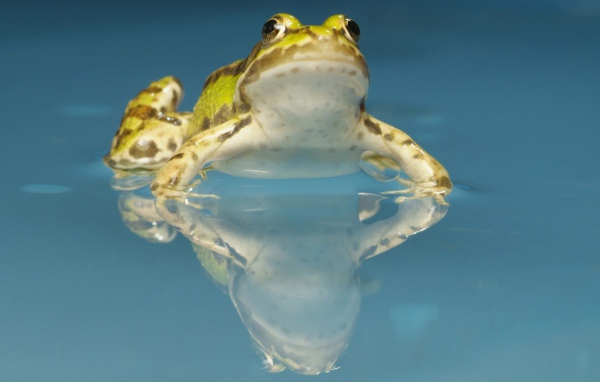 Желтая лягушка в воде
