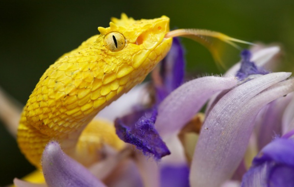 Желтая змея