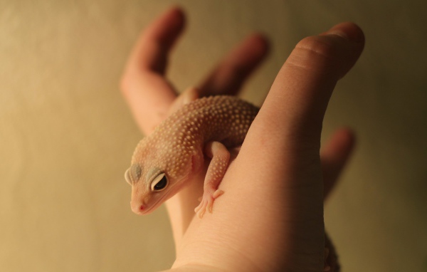 Ящерица на руке