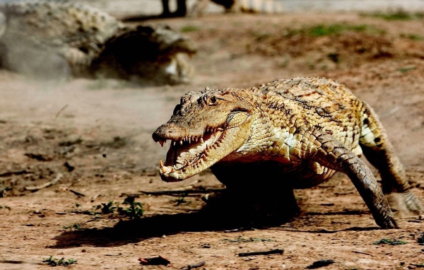 Крокодил бежит по земле