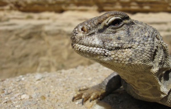 Взгляд ящерицы