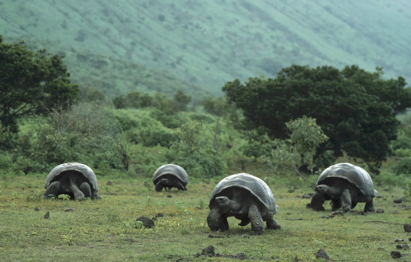 Стадо гигантских черепах