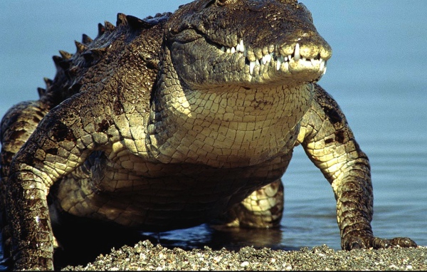 Крокодил выходит из воды