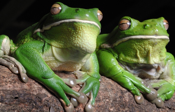 Зеленые лягушки