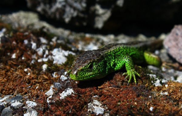 Зеленая ящерица