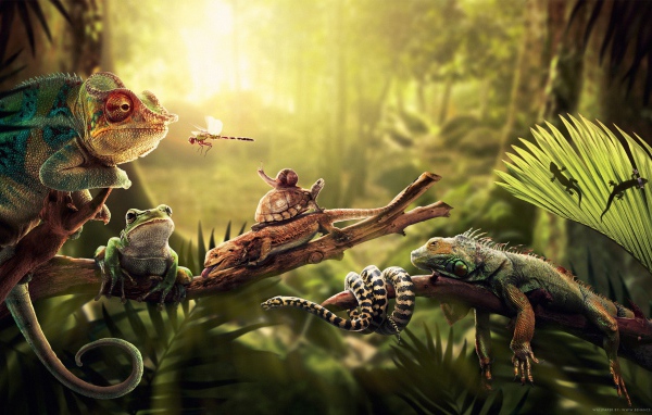 Насекомые ящерицы и змеи