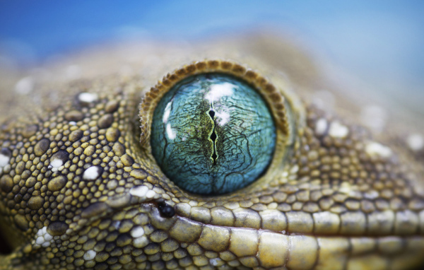 Глаз ящерицы