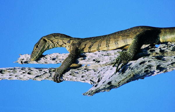 Ящерица на синем фоне