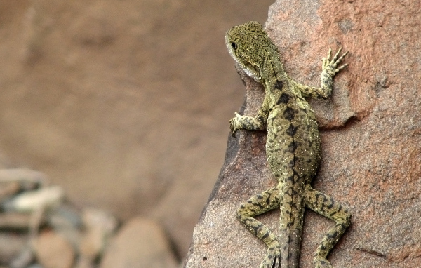 Ящерица на скале