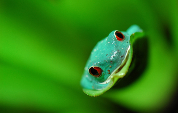 Морда лягушки