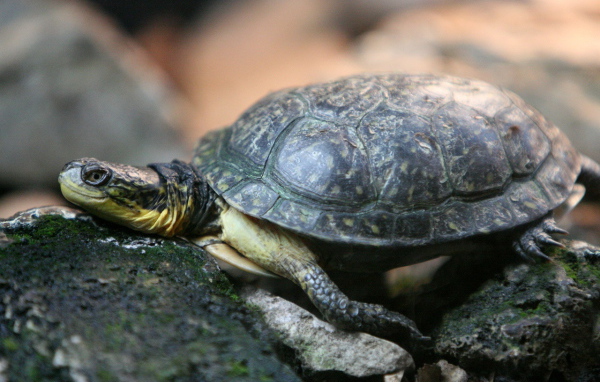 Черепаха на камнях