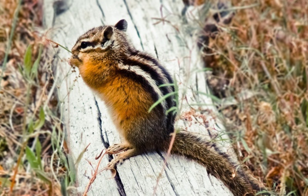 Бурундук сидит на бревне