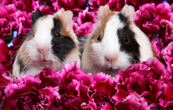 Морские свинки в цветах