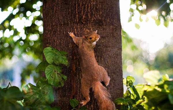 Белка лезет на дерево