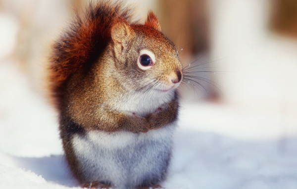 Белка на снегу