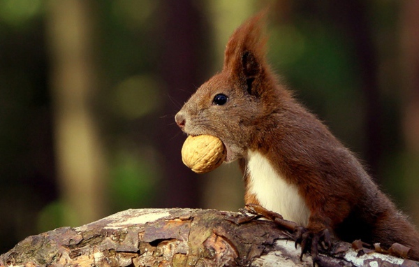 Белка с орехом в зубах
