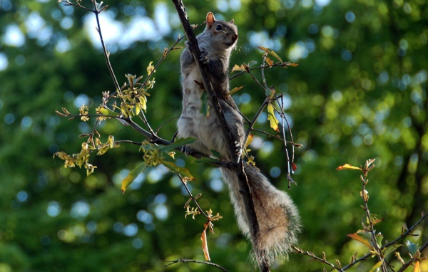 Белка на ветке дерева