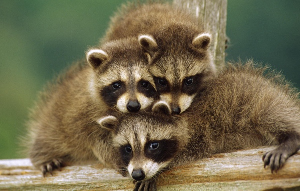 Три маленьких енота