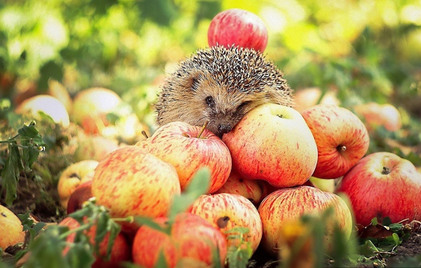 	   Hedgehog on apples