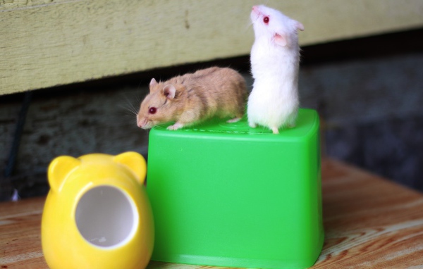 Мыши на свече