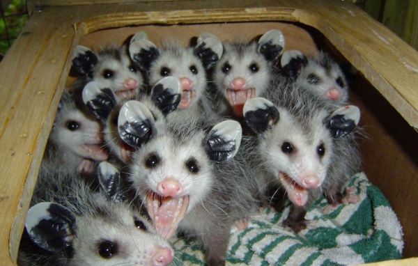 Опоссумы в ящике