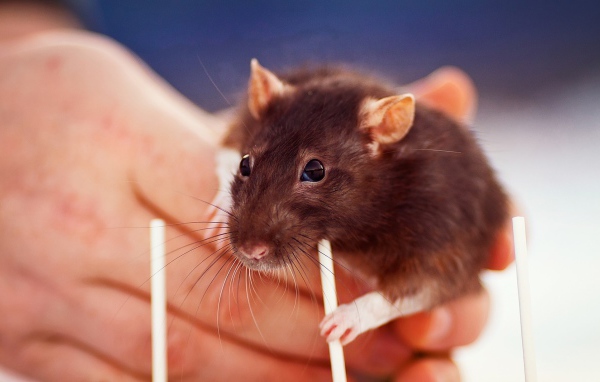 Крыса с трубочкой