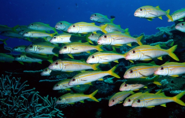 Стая морских рыб