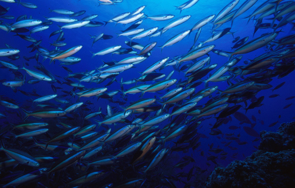Стая серебристых рыб