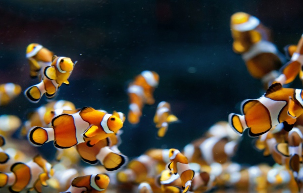 Аквариумные рыбки