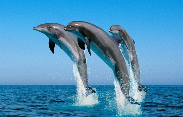Дельфины афалины