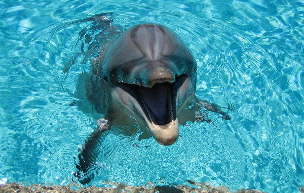 Веселый дельфин в бассейне
