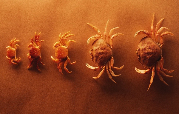 Крабы выстроились по росту