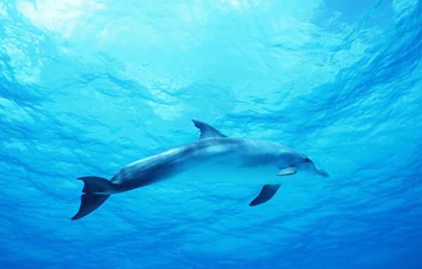 Дельфин в голубом море