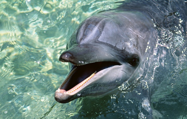 Дельфин выглянул из воды