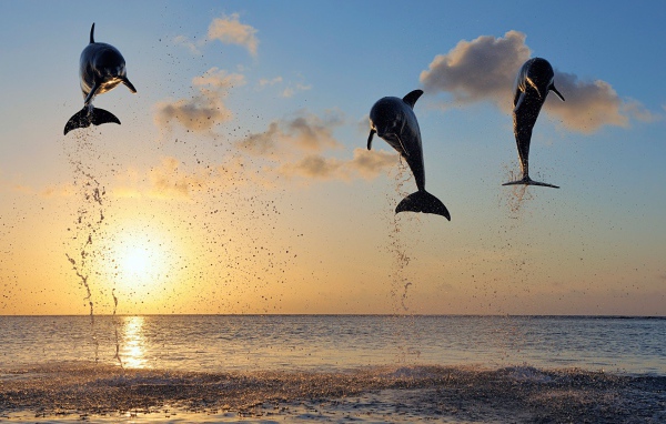 Дельфины в заливе