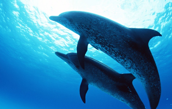 Дельфины на глубине