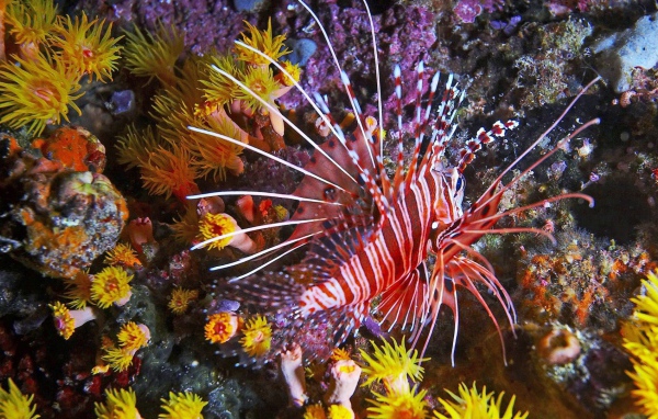 Фантастическая тропическая рыба