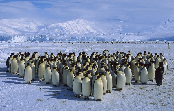 Стадо пингвинов