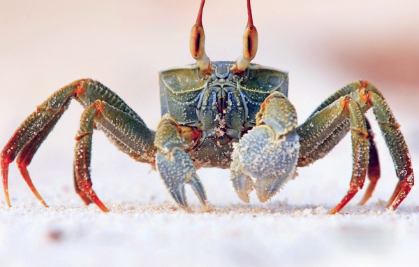 Королевский краб на песке