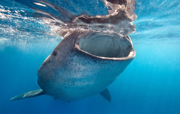 Большая пасть кита