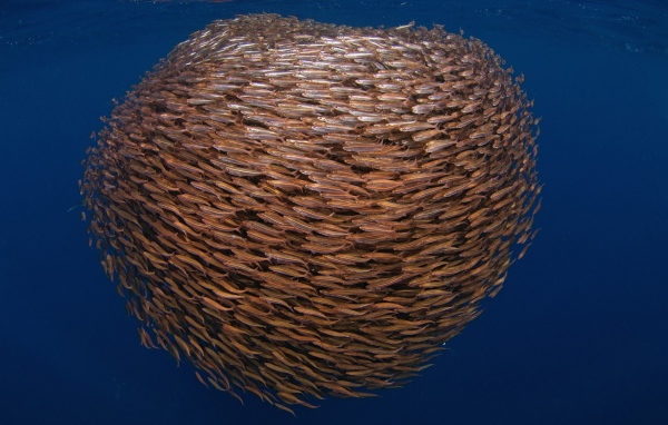 Большой косяк рыбы