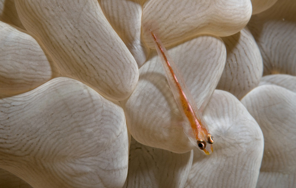 Маленькая рыба